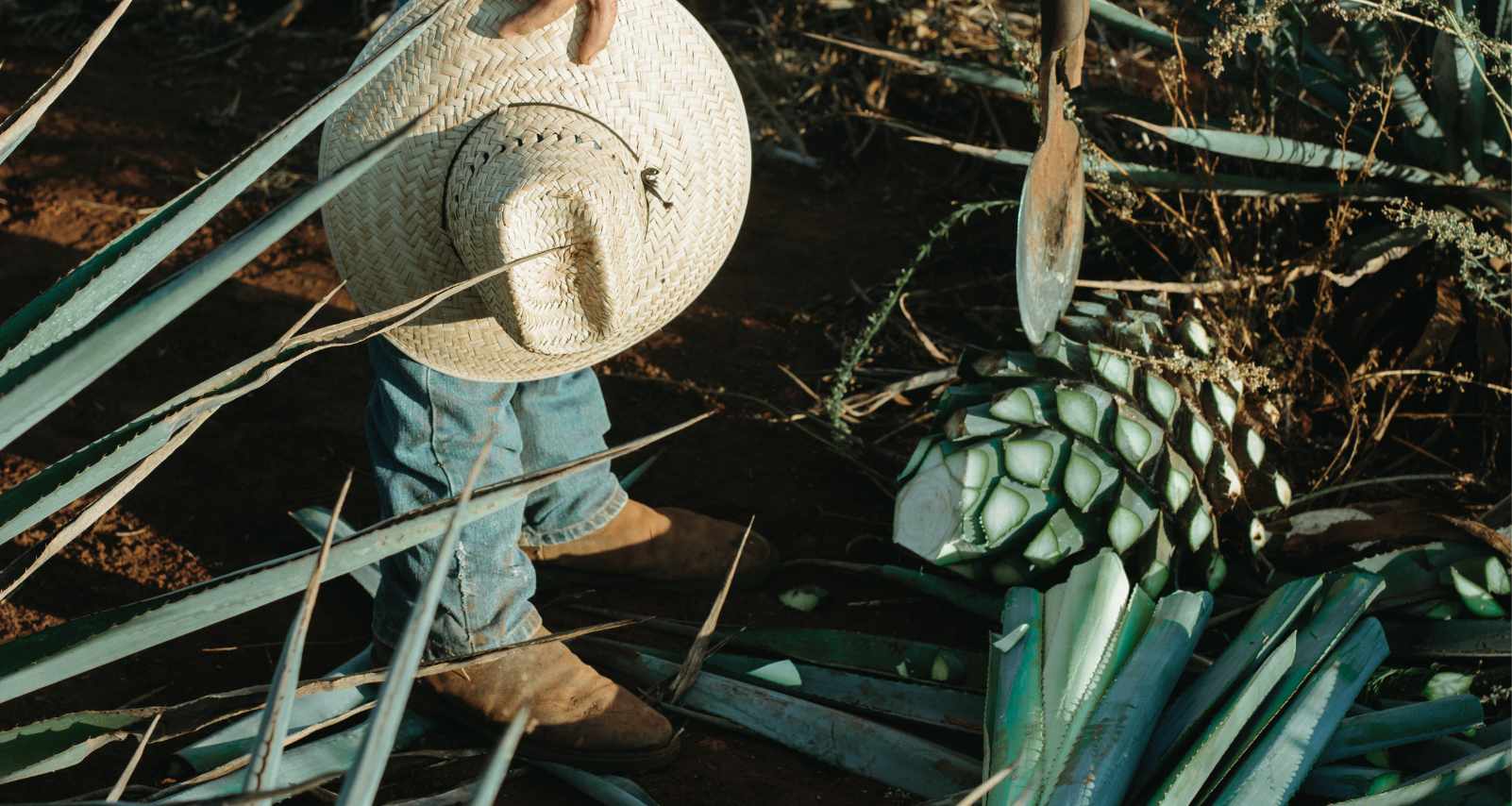 Tequila et mezcal de qualité